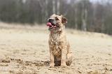 BORDER TERRIER 019
